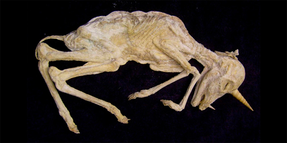 Un fósil demuestra que los unicornios habitaron hasta hace sólo 29 mil años